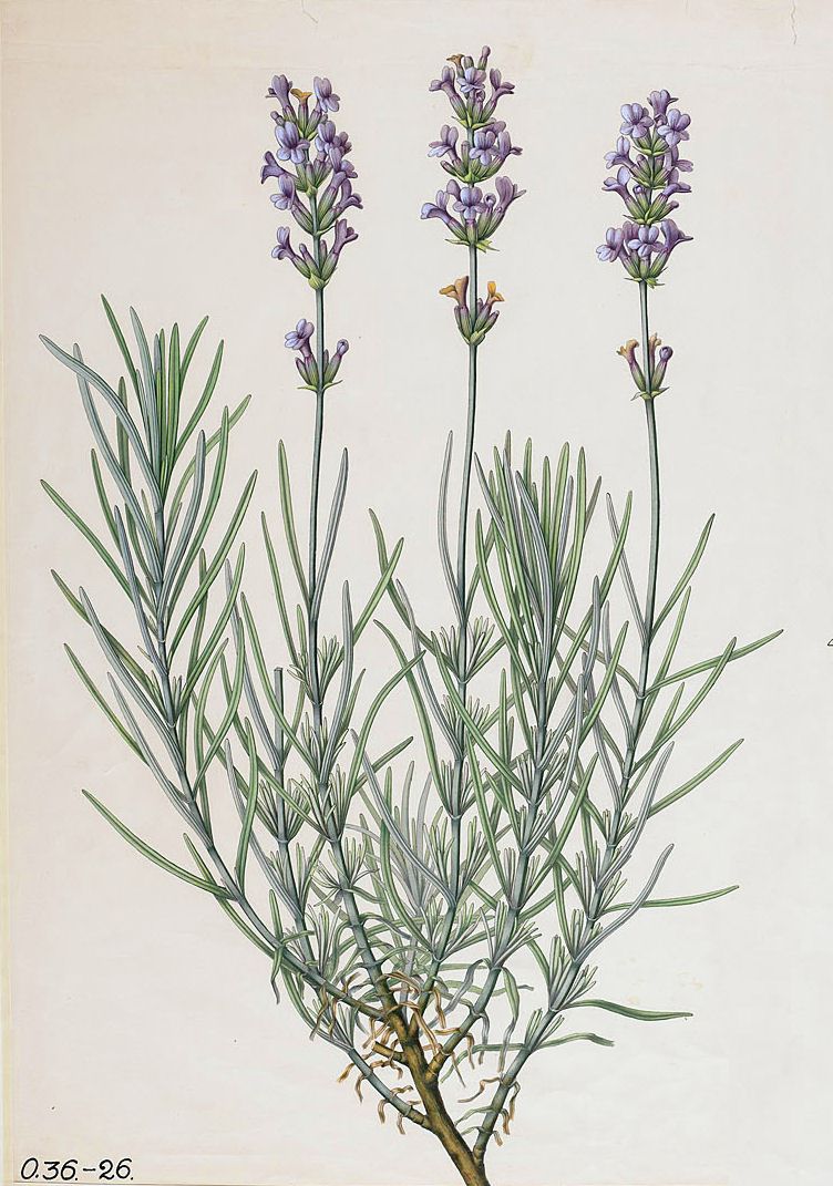On Lavender | Notes from the Apothecary