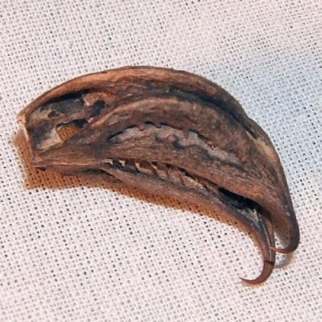 Bat's Head Seed Pod Otherworld Apothecary